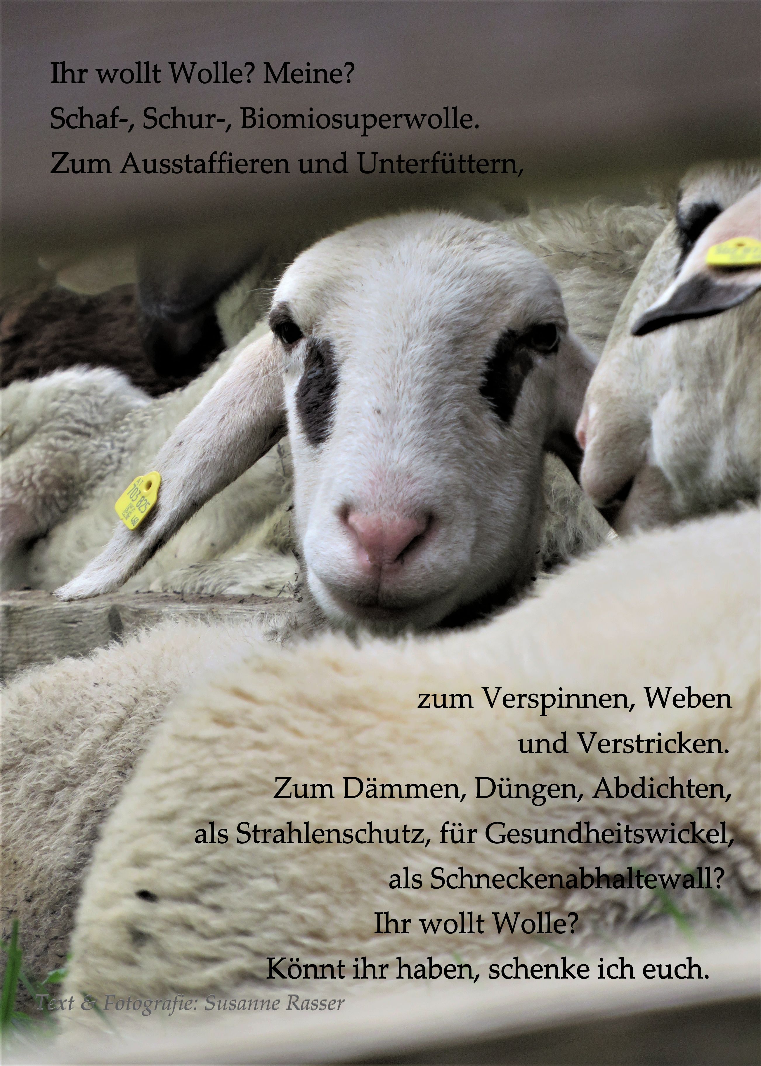 Schaf Ausstellung